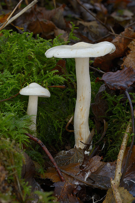 Tricholoma stiparophyllum